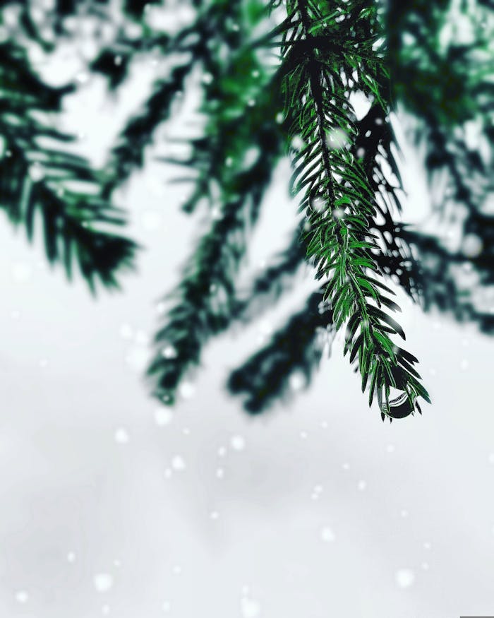 Detailed view of a snow-dusted evergreen branch, capturing the essence of winter.