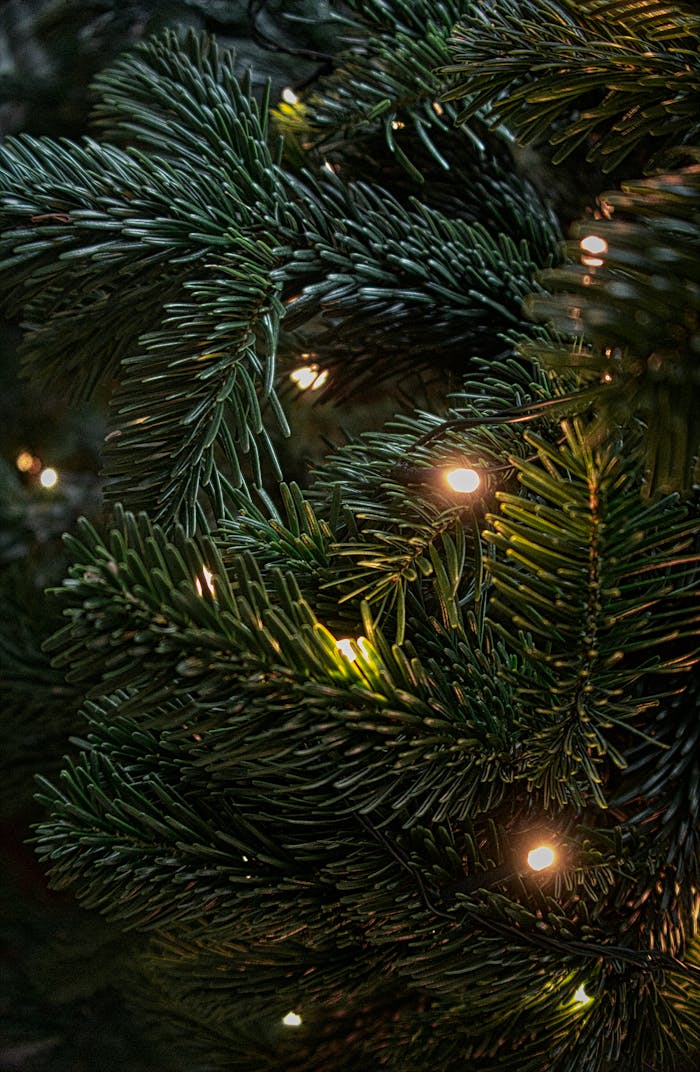 Detailed view of a Christmas tree branch with glowing lights, capturing the festive ambiance.